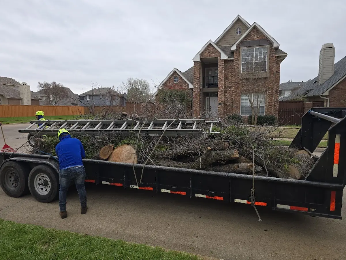 Expert Tree Removal with proper safety equipment in Colton